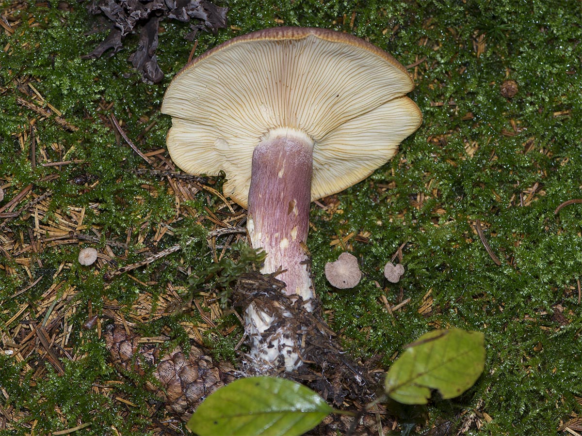 Tricholomopsis rutilans